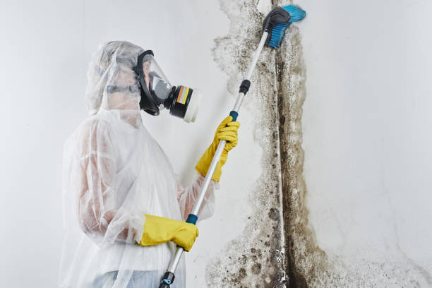 Best Post-Flood Mold Remediation in Fern Park, FL